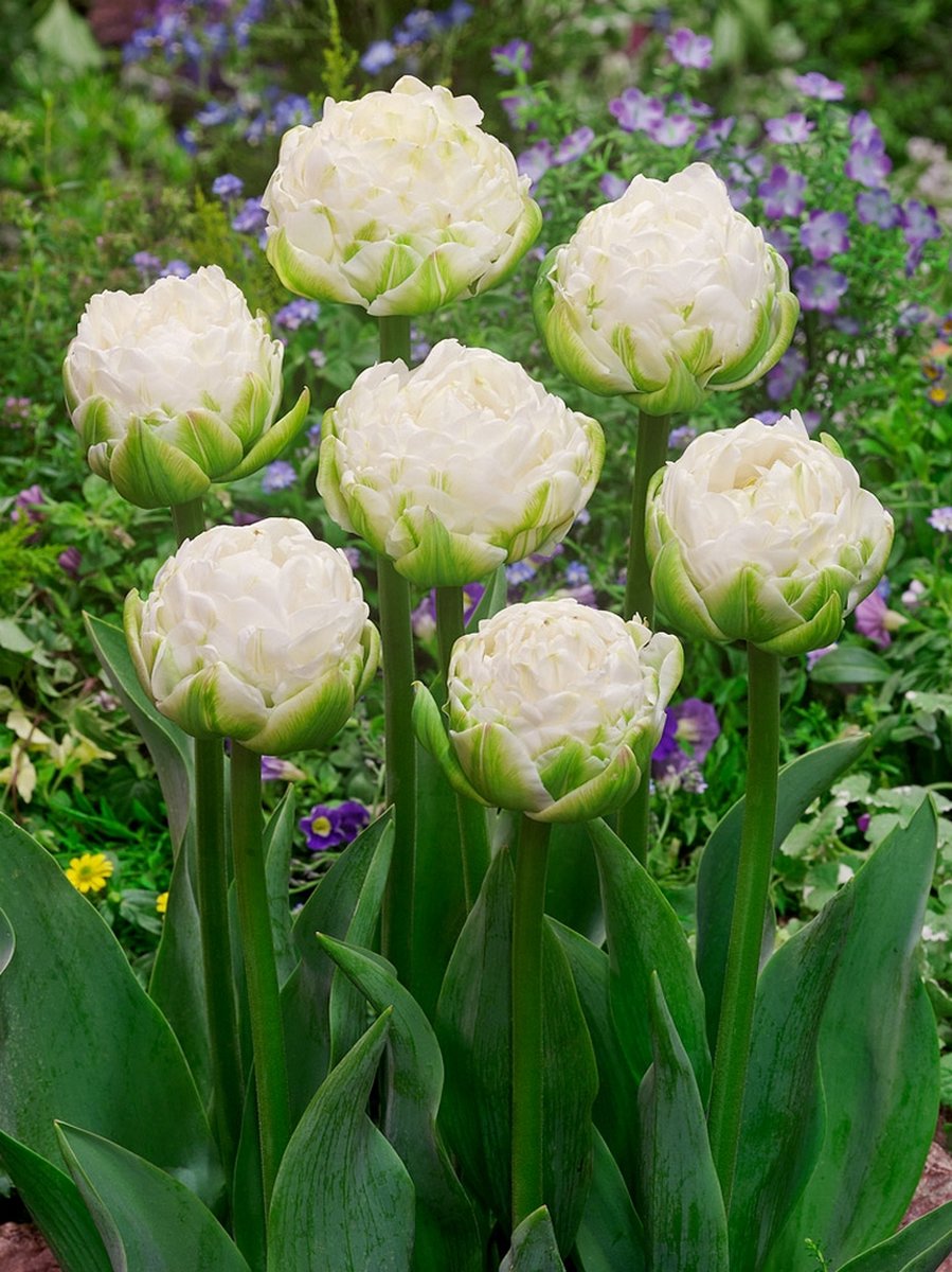 150x Tulpen 'White mountain' - BULBi® Bloembollen met bloeigarantie