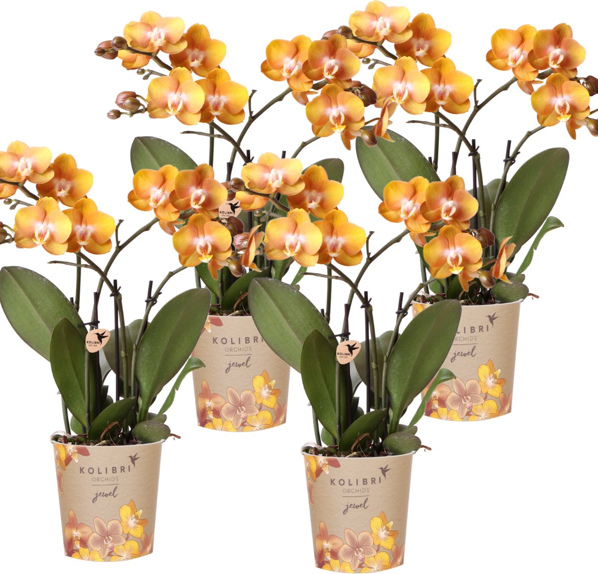 Green Harmony | COMBI DEAL van 4 Phalaenopsis orchideeën - Las Vegas - potmaat Ø12cm | bloeiende kamerplant - vers van de kweker