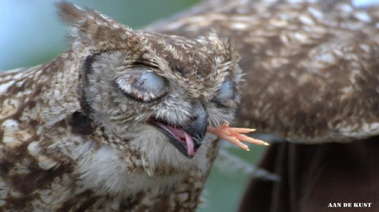 BEV™- EL infrarood verwarmingspaneel met afbeelding 350W WiFi ontvanger