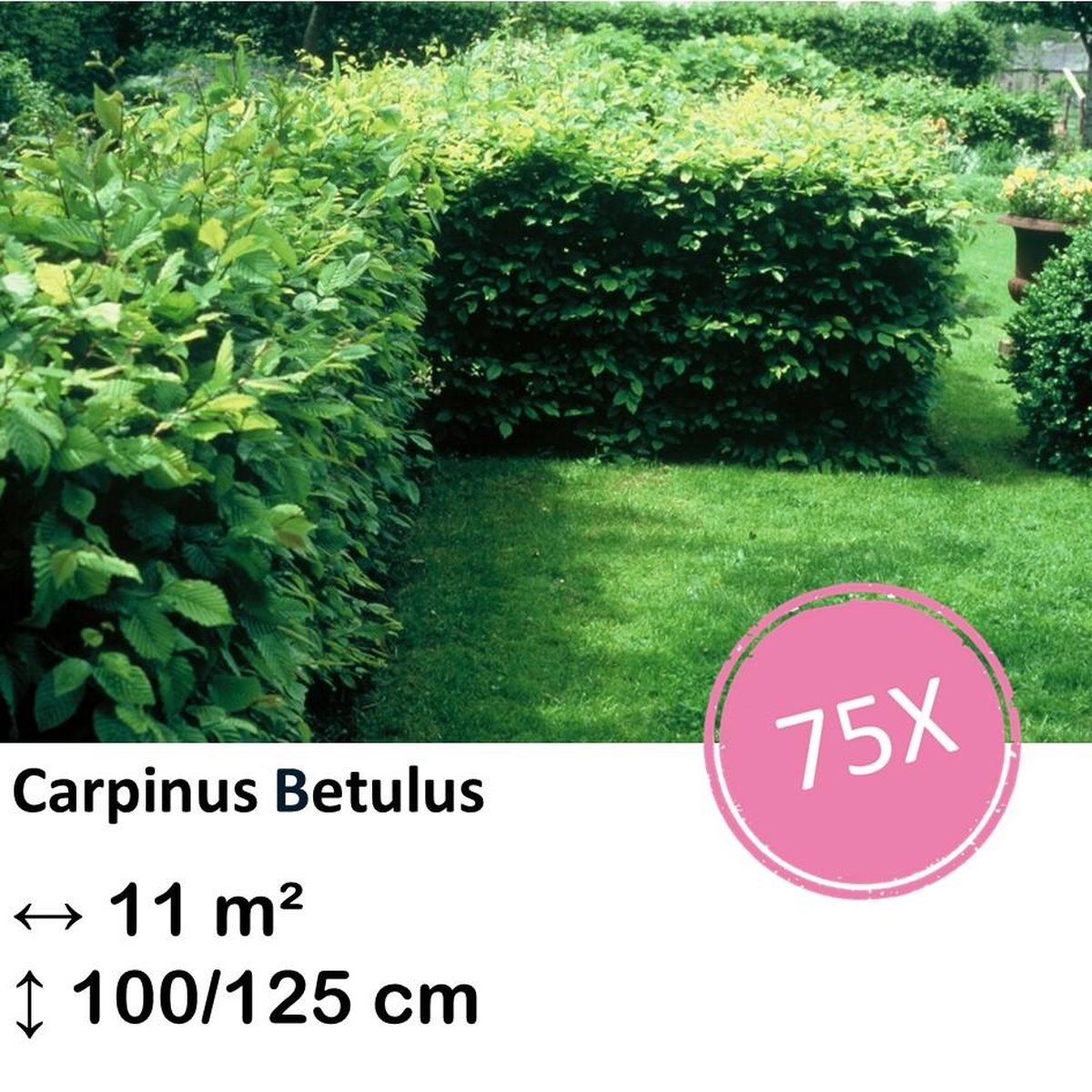 Green Harmony| Carpinus Betulus - Kale wortel