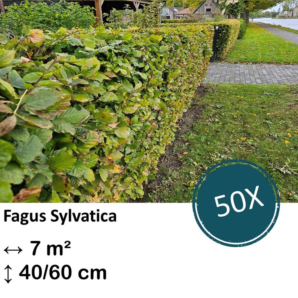 Green Harmony| Fagus sylvatica - Kale wortel