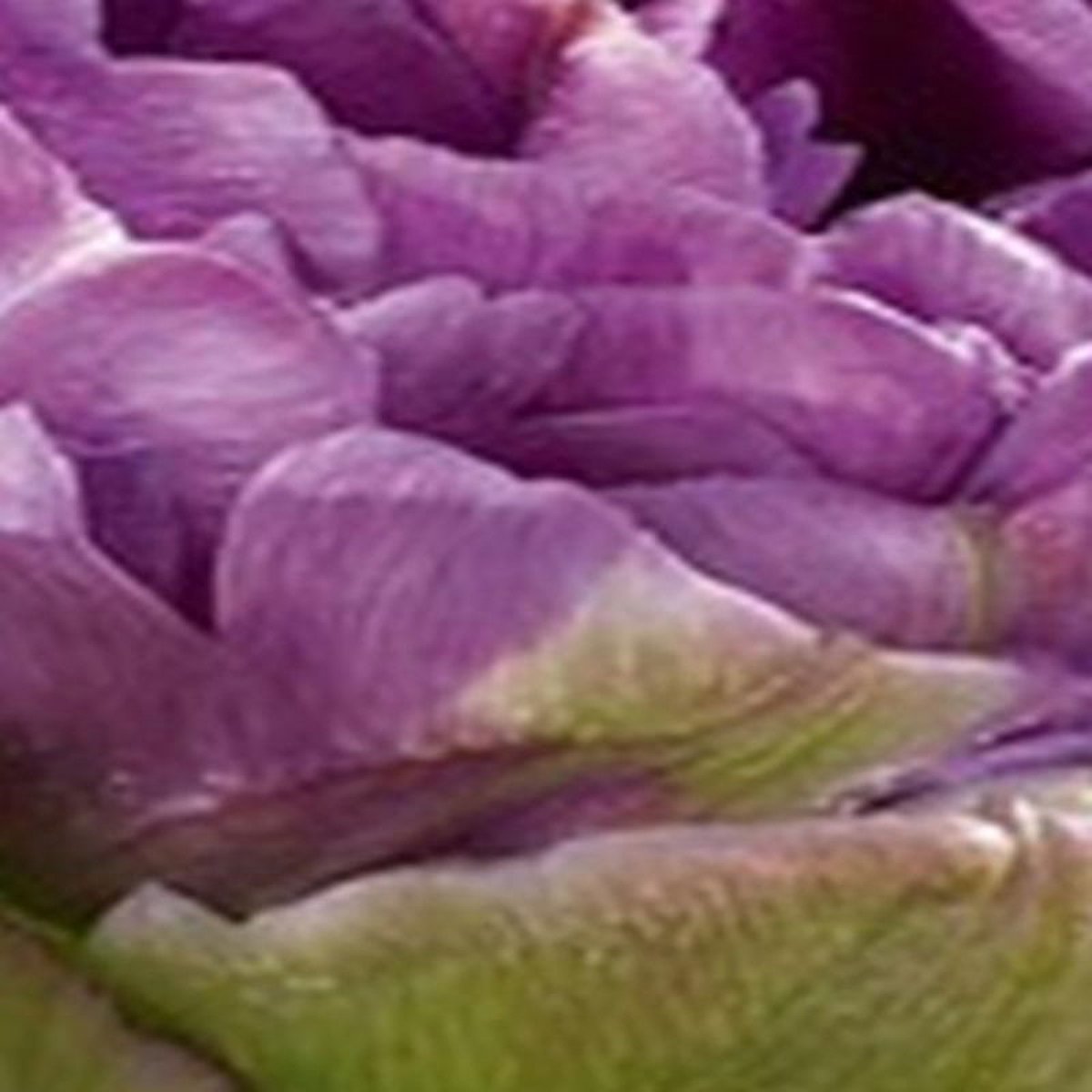 JUB - Tulipa Blue Wow