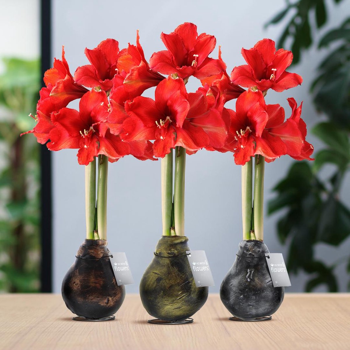 Green Harmony | (wax amaryllis) | Waxz® Antiquez Mix (3 pack) + Red flower