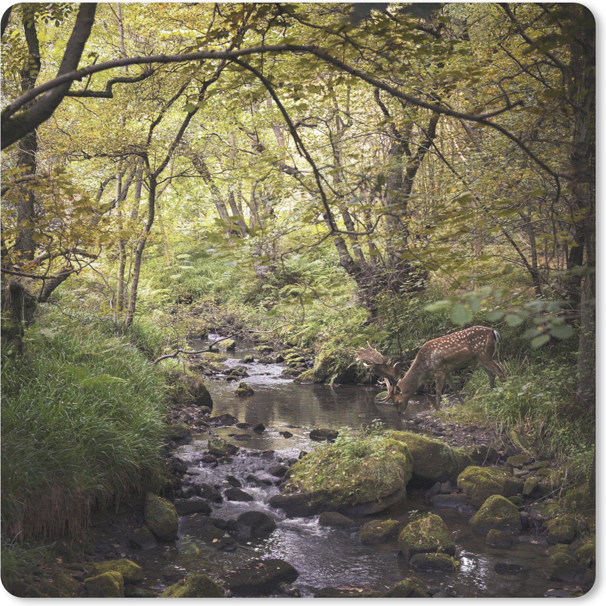 Muismat 20x20 cm - Mousepad Hert - Boom - Bos - Muismatten