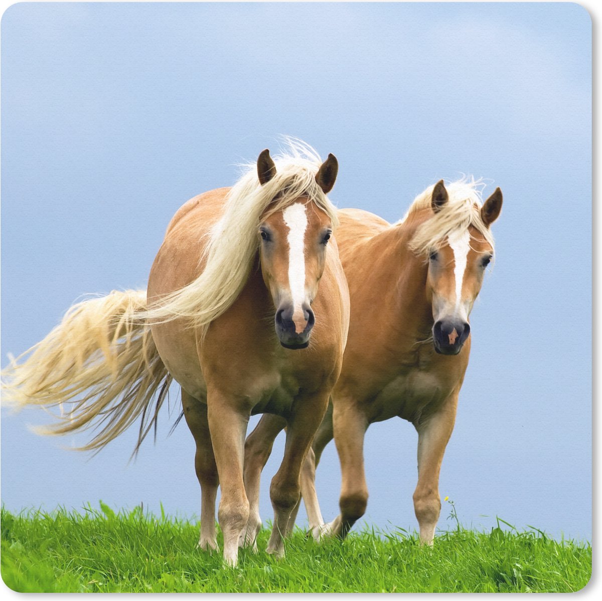 Muismat 30x30 cm - Mousepad Paarden - Gras - Lucht - Muismatten