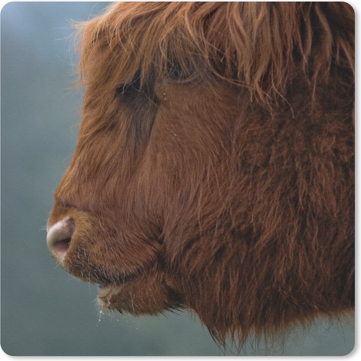 Muismat 20x20 cm - Mousepad Schotse Hooglander - Dieren - Mist - Muismatten