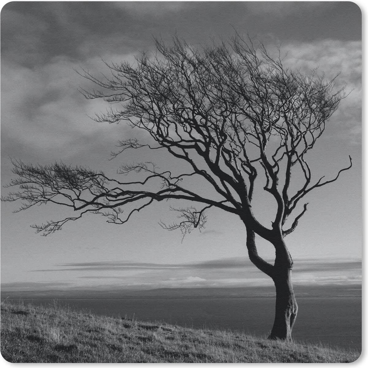 Muismat 30x30 cm - Mousepad Winterfoto beukenboom zwart-wit - Muismatten
