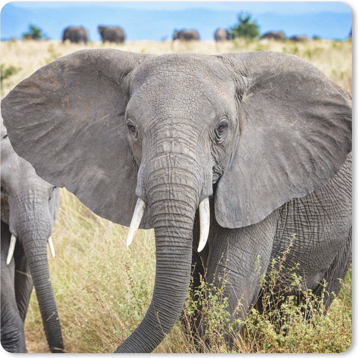 Muismat 20x20 cm - Mousepad Olifant - Dieren - Gras - Natuur - Muismatten