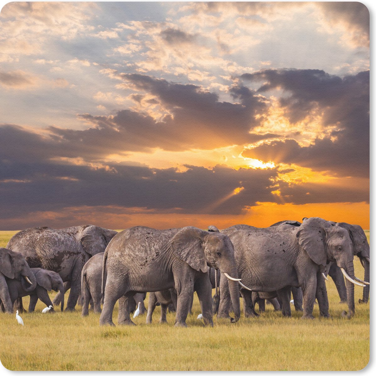Muismat 30x30 cm - Mousepad Olifant - Dieren - Gras - Zonsondergang - Natuur - Muismatten