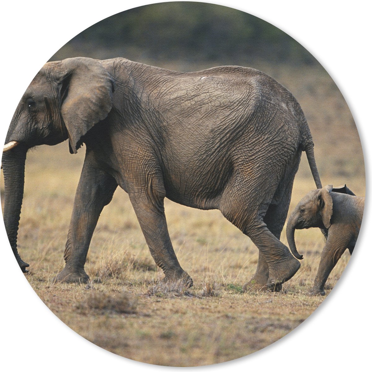 Muismat rond 20x20 cm - Mousepad Olifant - Dieren - Savanne - Natuur - Ronde muismatten