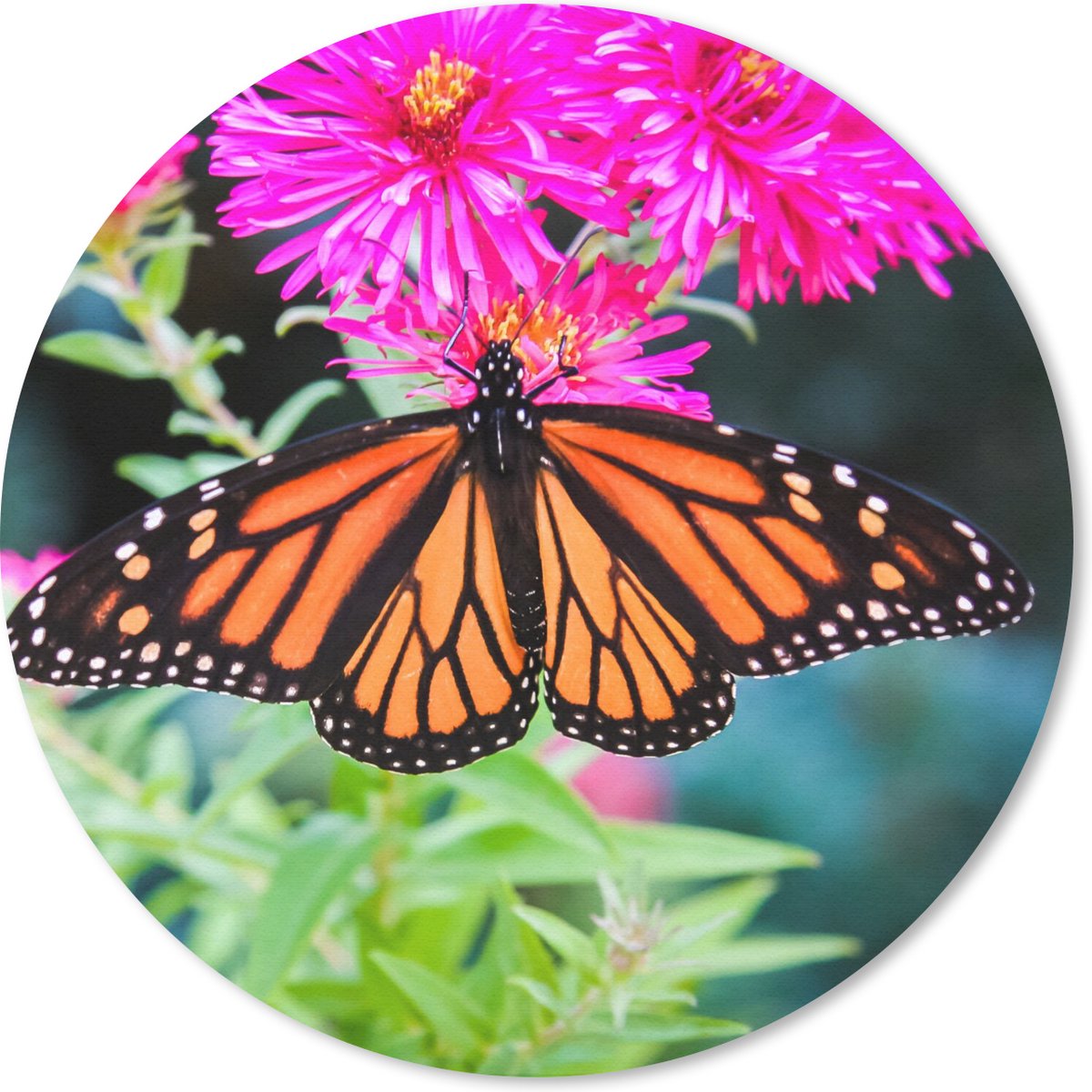 Muismat rond 50x50 cm - Mousepad Vlinder - Botanisch - Bloemen - Ronde muismatten