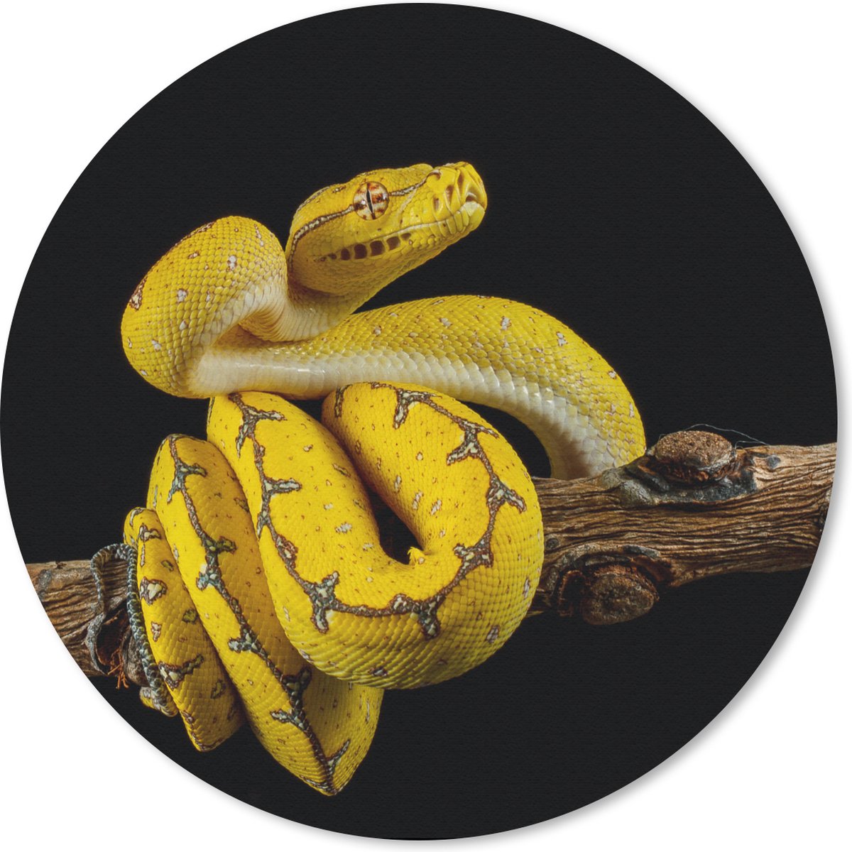Muismat rond 50x50 cm - Mousepad Slang - Tak - Geel - Ronde muismatten