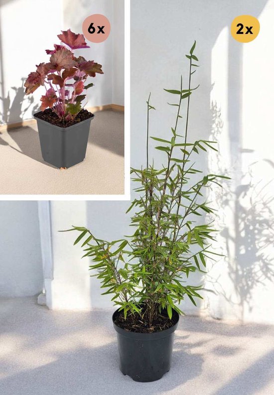 Coffret de démarrage : Couvre-sol rouge et Bamboe rouge