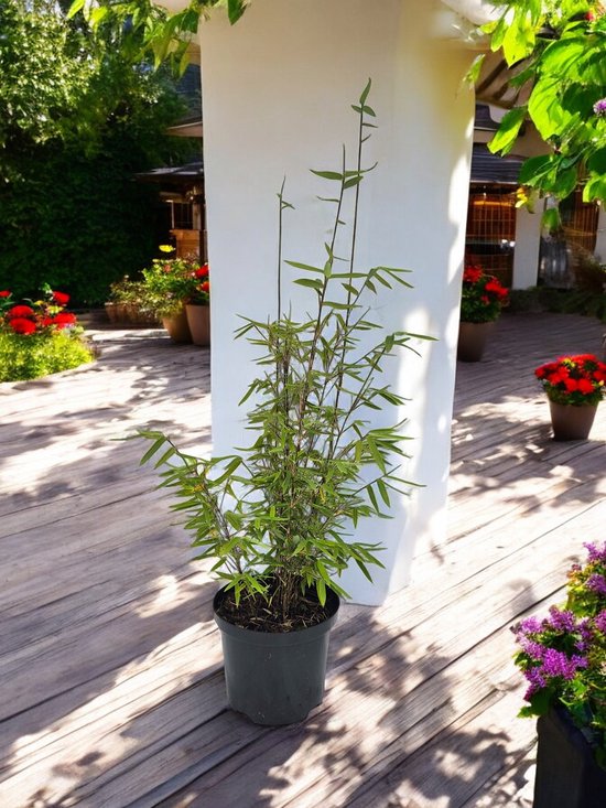 Coffret de démarrage : Couvre-sol rouge et Bamboe rouge