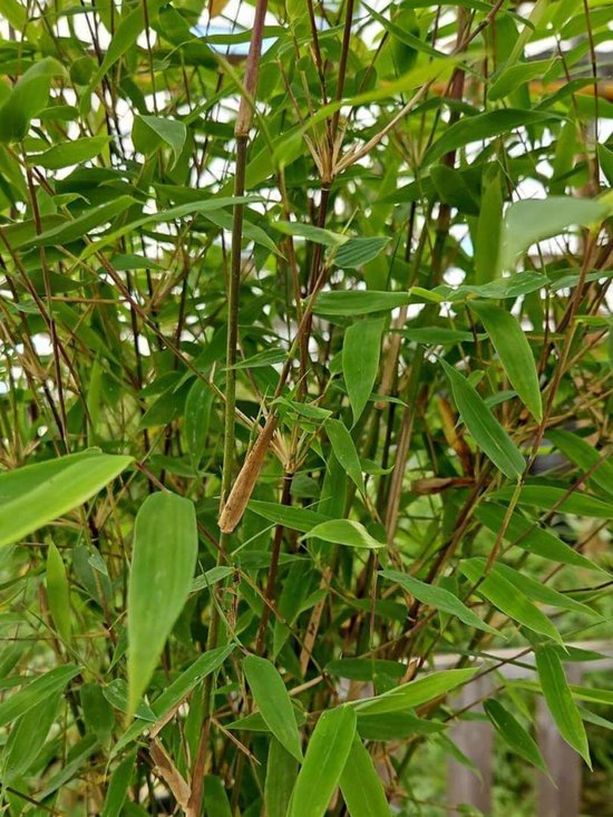 Fargesia Nitida Winter Joy - Set de 3 - 120+ cm de haut - Pot de culture de 5,5 litres | Plantes de Bamboe Fargesia | Robuste | À feuilles persistantes | Non invasif | Plante cadeau