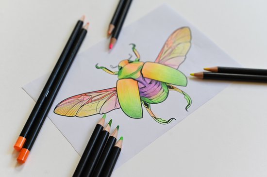Gekleurde potloden met een tekening van een kever.
