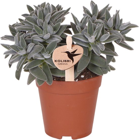 Kolibri Greens | Groene plant - Succulent Tarantula - groene kamerplant - vers van de kweker - Ø9cm