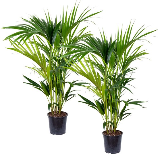 Kentia palm | Howea 'Forsteriana' per 2 stuks - Kamerplant in kwekerij ⌀19 cm - ↕90-100 cm
