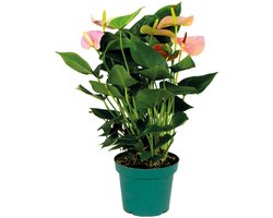 Bloomique - Flamingoplant - Roze - Kamerplanten - Luchtzuiverend - Hoogte 40-60 cm - Pot 14 cm