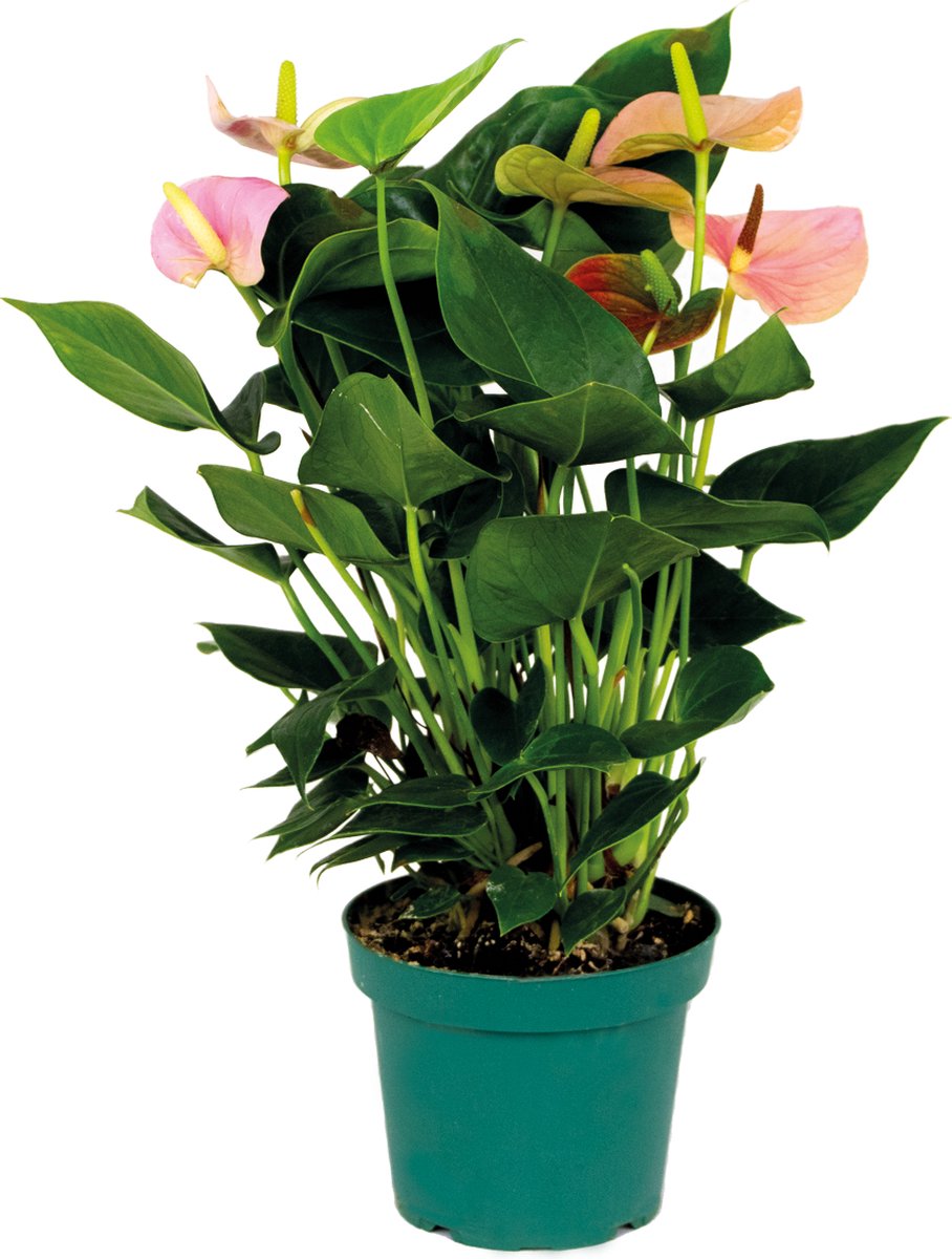 Bloomique - Flamingoplant - Roze - Kamerplanten - Luchtzuiverend - Hoogte 40-60 cm - Pot 14 cm