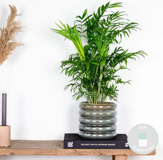 Luchtreinigende kamerplant met veel groen, gevederd blad in een grote gegroefde pot, geplaatst op een boek op een houten plank.
