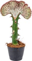 Bloomique - Euphorbia Lactea Cristata - Hanekam Wolfsmelk - Kamerplanten - Luchtzuiverend - Gemakkelijk in onderhoud - Hoogte 20-30 cm - Pot 11 cm