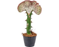 Bloomique - Euphorbia Lactea Cristata - Korallen Wolfsmilch - Kaktus Pflanze - Zimmerpflanzen - Pflegeleicht - Höhe 20-30 cm - Topf 11 cm Bloomique - Euphorbia Lactea Cristata - Korallen Wolfsmilch - Kaktus Pflanze - Zimmerpflanzen - Pflegeleicht - Höhe 20-30 cm - Topf 11 cm