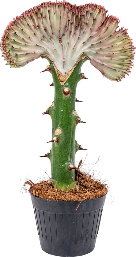 Foto: Bloomique euphorbia lactea cristata cactus plant kamerplanten luchtzuiverend gemakkelijk in onderhoud 20 30 cm hoog pot 11 cm