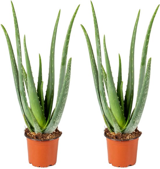 Aloe Vera Barbadensis – Vetplant – Set van 2