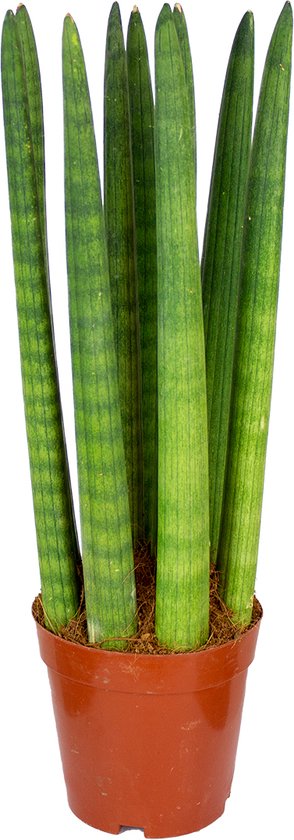Bloomique - Sansevieria Straight - Vrouwentong - Kamerplanten - Luchtzuiverend - Zeer Gemakkelijk te Verzorgen - Hoogte 20-30 cm - Pot 12 cm