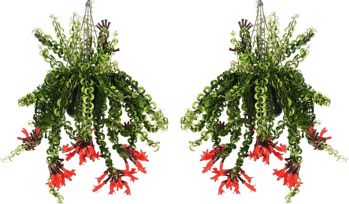 Plant in a Box - Aeschynantus Twister - Set van 2 - Lipstickplant - Groene hangplant - Pot 15cm - Hoogte 20-30cm