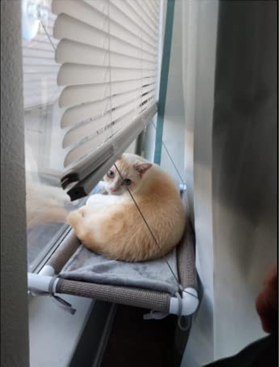 DOWO® - Kattenmand voor aan het Raam - Kattenhangmat Raam - Kattenbed - Hangmat Kat - Kattenkussen - incl. Wasbaar Kleedje & Kattenspeeltje! – foto 7