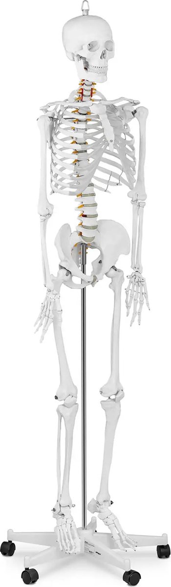 anatomisch skelet - levensgroot - physa
