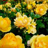3x Rosa floribunda "Hanse Rostock" | Rozenstruik winterhard | geel-oranje bloemen | kale wortel planten | bestelhoogte 25-40cm