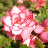 Begonia Bouton de Rose | 3 stuks | Knol | Geschikt voor in Pot | Roze | Prachtige Knolbegonia | Begonia | 100% Bloeigarantie | QFB Gardening