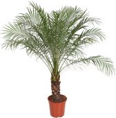 Kamerplant van Botanicly – Dwergdadelpalm – Hoogte: 150 cm – Phoenix roebelenii