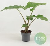 Kamerplant van Botanicly – Alocasia – Hoogte: 55 cm – Alocasia portodora