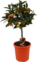 Fruitgewas van Botanicly – Citrus Kumquat – Hoogte: 45 cm