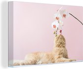 Canvas Schilderij Oranje kat ruikt aan een witte bloem met een roze achtergrond - 30x20 cm - Wanddecoratie