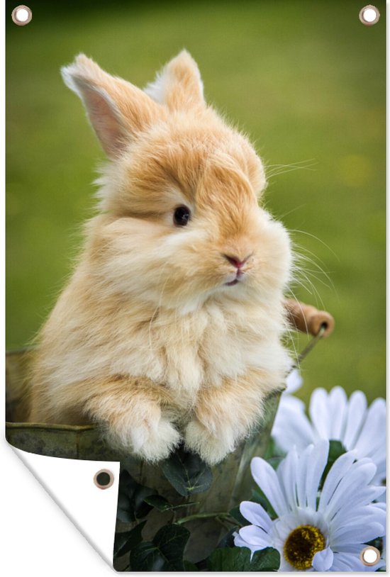 Poster de jardin Bébé lapin angora dans un panier - 80x120 cm - Jardin