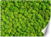 Trend24 - Behang - Weevil Moss - Vliesbehang - Behang Woonkamer - Fotobehang - 100x70 cm - Incl. behanglijm