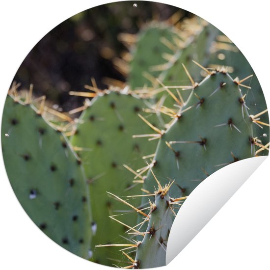 Foto: Tuincirkel botanical cactus fotoprint 60x60 cm ronde tuinposter buiten