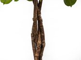 Ficus Cyathistipula op stam - 120cm