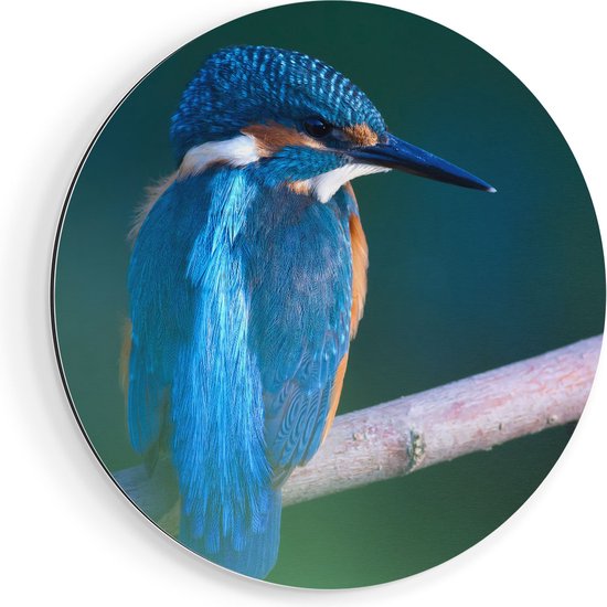 Artaza Dibond Muurcirkel Blauwe IJsvogel Op Een Tak - Ø 40 cm - Klein - Wandcirkel - Rond Schilderij - Voor Binnen en Buiten