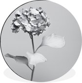 WallCircle - Wandcirkel - Muurcirkel - Zwart-wit hortensia - Aluminium - Dibond - ⌀ 30 cm - Binnen en Buiten