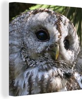 Tableau sur toile Gros plan d'une chouette hulotte marron - 20x20 cm - Décoration murale