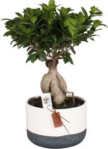 Bonsai van Botanicly – Ficus ginseng Bonsai – Hoogte: 45 cm