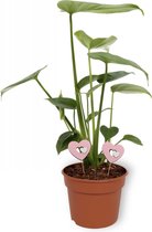 WL Plants - Monstera Deliciosa - Kamerplanten - Monstera - Gatenplant - Luchtzuiverende Kamerplanten - ± 25cm hoog – 12 cm diameter - in Kweekpot