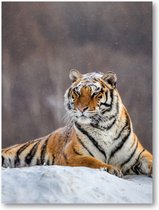 Siberische tijger op een winterse dag - 30x40 Poster Staand - Besteposter - Dieren