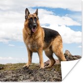 Poster Duitse herdershond op een berg - 30x30 cm